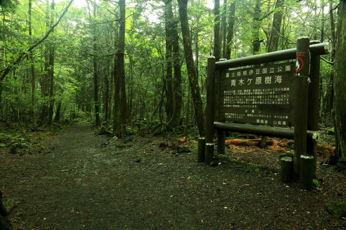 Aokigahara, el bosque de los suicidios