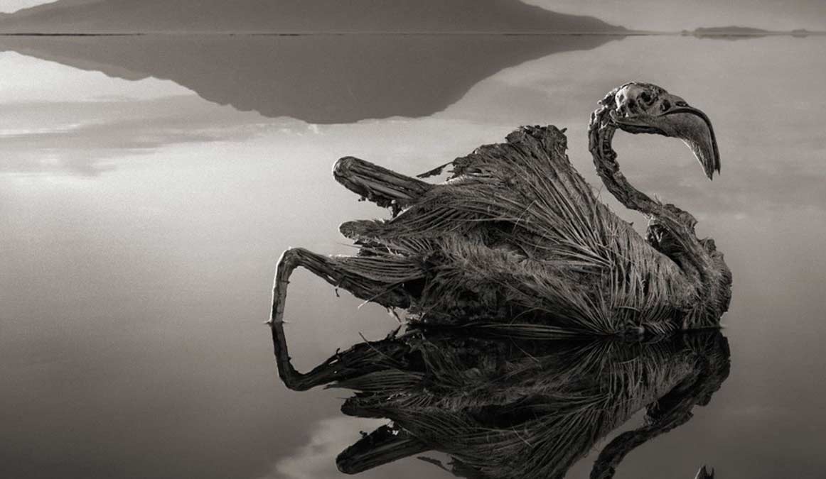 El lago Natrón y sus animales petrificados