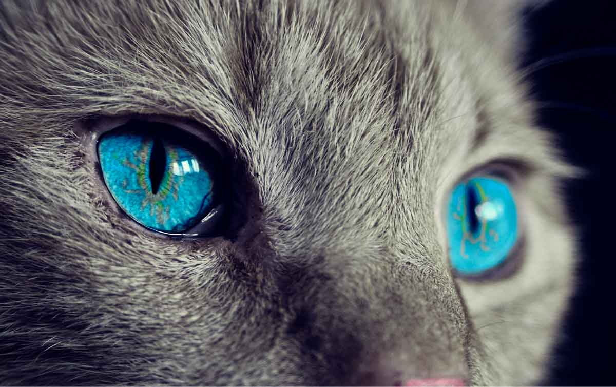 Los extraordinarios superpoderes de los gatos